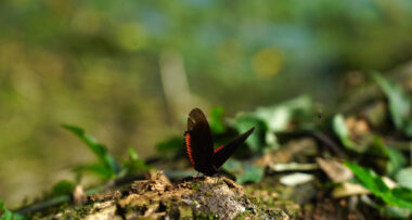 Imagen de portada para La biodiversidad en el centro del desarrollo