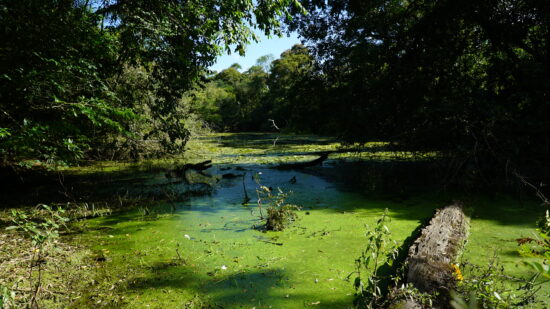 Imagen de portada para La importancia de los ecosistemas (parte 2)